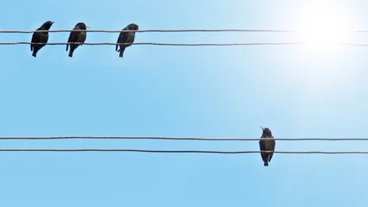 Araçtan kargaya ateş eden şahsa para cezası
