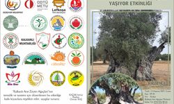 “Kalkanlı Anıt Zeytin Ağaçları Yaşıyor” etkinliği 13 Haziran Cuma günü düzenlenecek