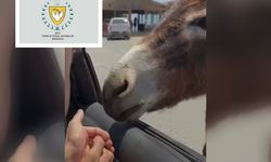 Tarım ve Doğal Kaynaklar Bakanlığı Hayvan Refahı Yasası'na dikkat çekti