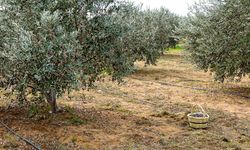 Ecolive Hasat Festivali, bu pazar Akdeniz köyünde yapılacak