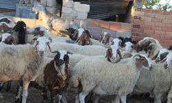 Çiçek hastalığı tazminatları ödendi