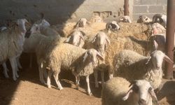 Devlet Üretme Çiftliği’nde kasaplık hayvan satışı