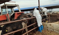 Veteriner Dairesi, 130 işletmede 17 bin 300 adet büyükbaş hayvanın aşılandığını duyurdu