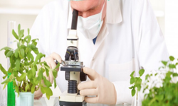 Yerli domates, kabak ve çarli biberde tavsiye dışı bitki koruma ürünü...