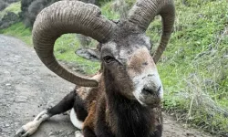 Yeşilırmak’ta bulunan yaşlı muflon yaşam mücadelesi veriyor