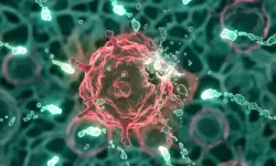 İspanya'da araştırmacılar farelerde pankreas kanserini tedavi etti