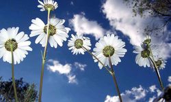 Cemre düşüyor, bahar yaklaşıyor