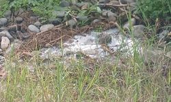 Lefke Çevre ve Ekoloji Derneği: “Gemikonağı Deresi’ni kaplayan foseptik kirliliği üç aydır olduğu gibi duruyor”