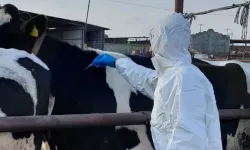 Rum hayvancılar şap hastalığı nedeniyle itlaflara tepkili: Tarım Bakanı'nın istifası istendi