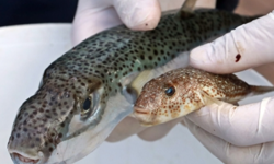 HP Balon Balığının büyük tehlike arz ettiğini söyledi