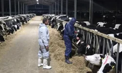 Şap hastalığı yayılmaya devam ediyor