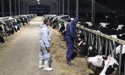 Güney Kıbrıs'ta  bir mandırada daha şap tespit edildi