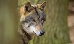 1998'den beri ilk kez: Almanya’da bir kurt bir kadını ısırdı