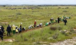 Mesarya bölgesinde 1000 fidan dikildi