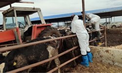 Güney Kıbrıs’ta şap hastalığı domuz çiftliklerine de sıçradı