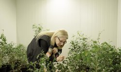 Asya turunçgil psillidine karşı biyolojik mücadele sürüyor