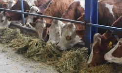 İki tarafın şapla ilgili teması devam ediyor