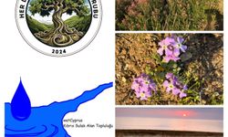 Yeniboğaziçi Salamis Sulak Alanı'nda temizlik yapılacak
