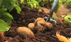 Sonbahar patates beyanları için son tarih 15 Ekim