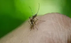 Güney Kıbrıs'ta Batı Nil virüsü vakalarında artış