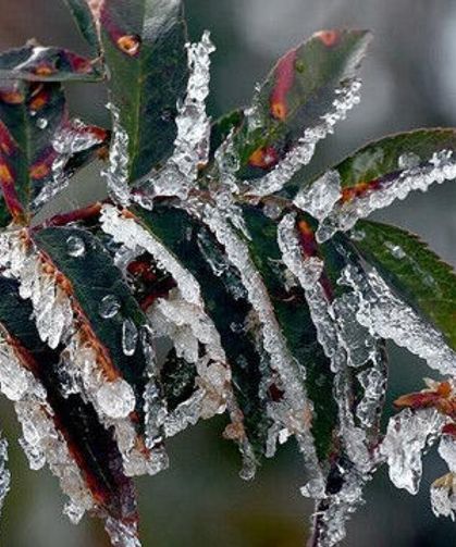 Yarın, pazar ve pazartesi sabah saatlerinde don olayı bekleniyor