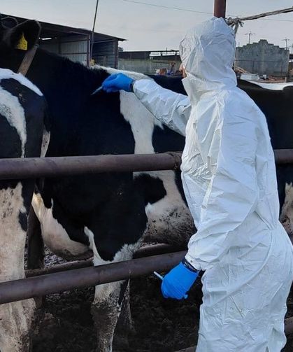 Güney Kıbrıs’a 10 bin doz şap aşısı teslim edildi
