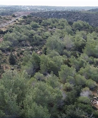 62 Kuruluştan Ortak Tepki: 3 Bin 500 Dönüm Orman Arazisinin Devrine Ret