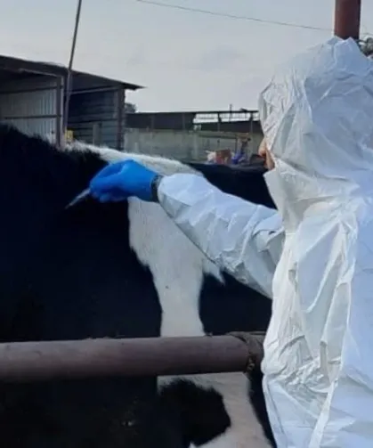 Rum hayvancılar şap hastalığı nedeniyle itlaflara tepkili: Tarım Bakanı'nın istifası istendi