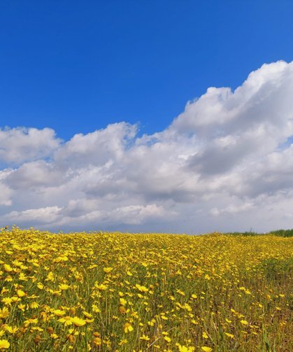 Hava sıcaklığı yükselerek, 24-27 derece dolaylarında seyredecek
