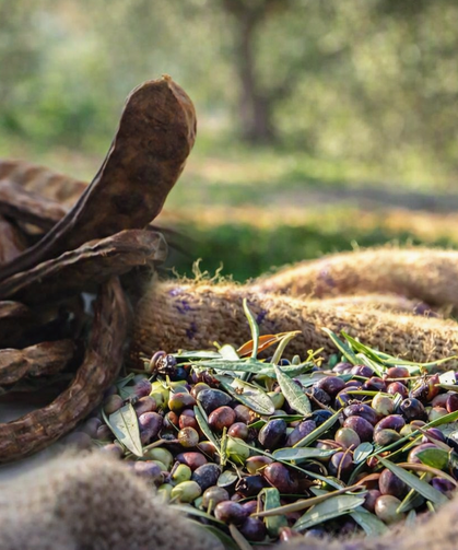 Güzelyurt'ta zeytin ve harup hasat tarihleri belirlendi