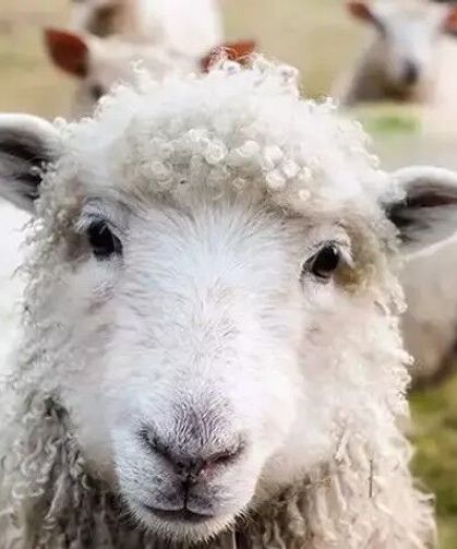 Çiçek hastalığı tazminat ödemeleri yapıldı