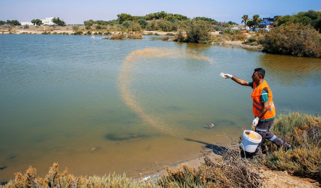 Gazimağusa Belediyesi sivrisineklere yönelik biyolojik mücadelesini sürdürüyor