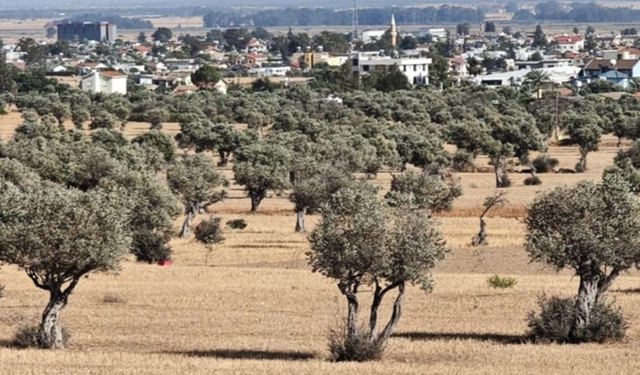 İskele bölgesinde erkenci zeytin hasadı 30 Ağustos’ta başlayacak