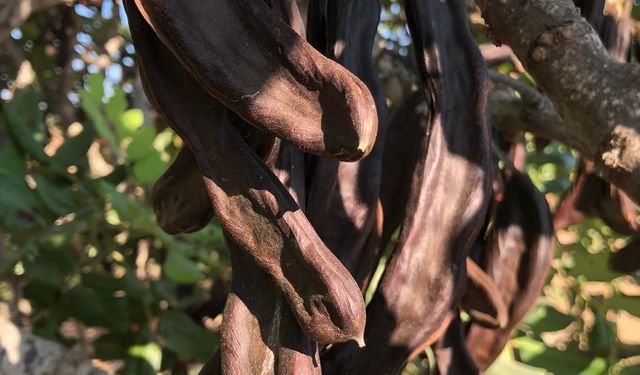 Binboğa, harnup taban alım fiyatını 22 tl/kg olarak belirledi