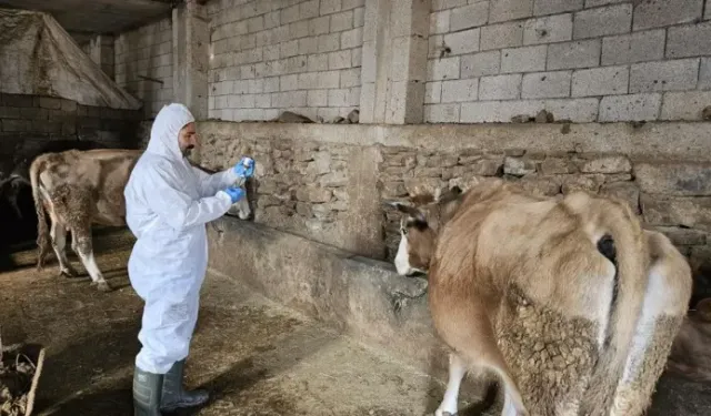 Hayvan Üreticileri Birliği’nden Şap Hastalığı Uyarısı: “Her Üretici Kendi Çiftliğinden Sorumlu”