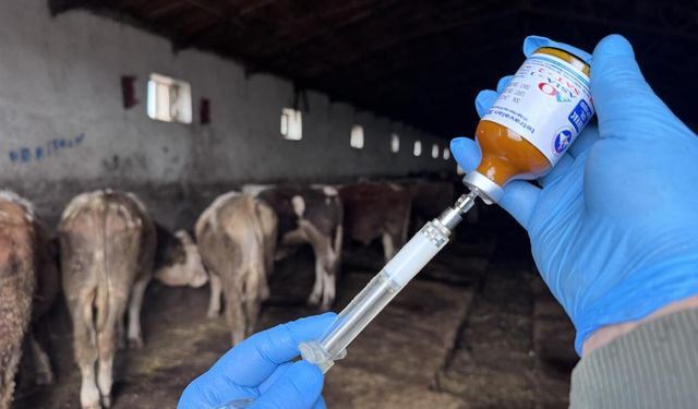 Tarım Bakanlığı’nın şap hastalığına karşı mücadelesi kararlılıkla devam ediyor