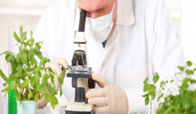 Yerli domates, kabak ve çarli biberde tavsiye dışı bitki koruma ürünü...