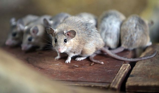 “Fare Mücadele Kampanyası” başlıyor