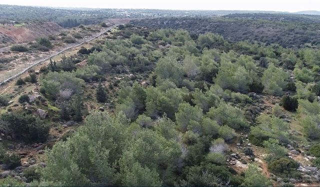 62 Kuruluştan Ortak Tepki: 3 Bin 500 Dönüm Orman Arazisinin Devrine Ret