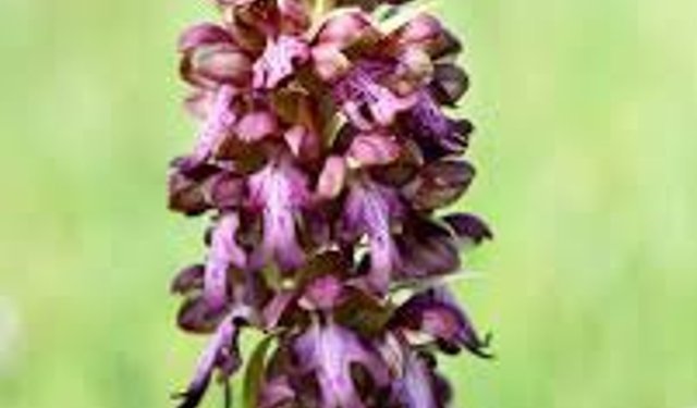 "14. Geleneksel Orkide Vadisi Gözlem Yürüyüşü" pazar günü yapılacak