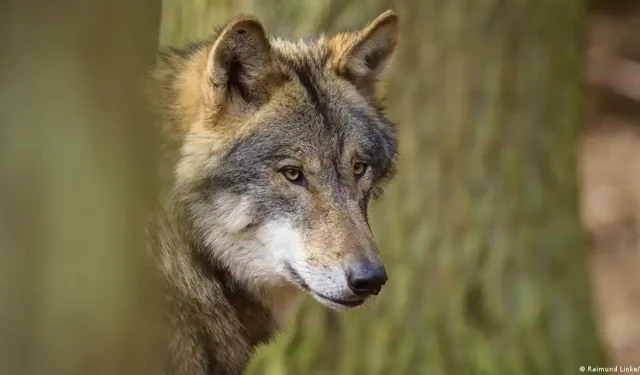 1998'den beri ilk kez: Almanya’da bir kurt bir kadını ısırdı