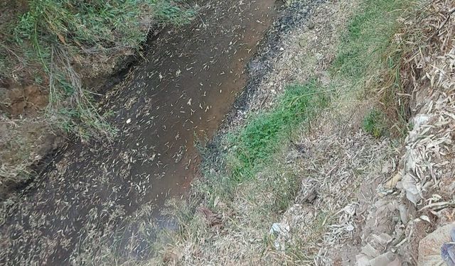 BİO-DER: “Kanlıdere’de gözlenen kirlilik bulguları çevre, halk sağlığı ve canlı yaşamını tehdit ediyor”