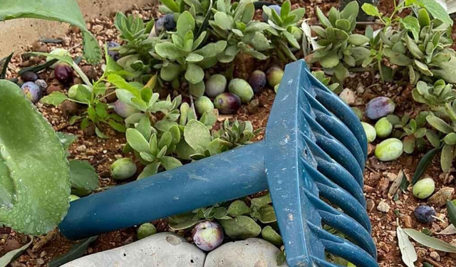 İskele'de erkenci zeytin hasadına yarın başlanabilecek