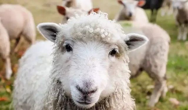 Çiçek hastalığı tazminat ödemeleri yapıldı