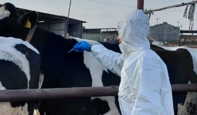 Şap hastalığı nedeniyle uygulanan bölgesel karantina kaldırılıyor