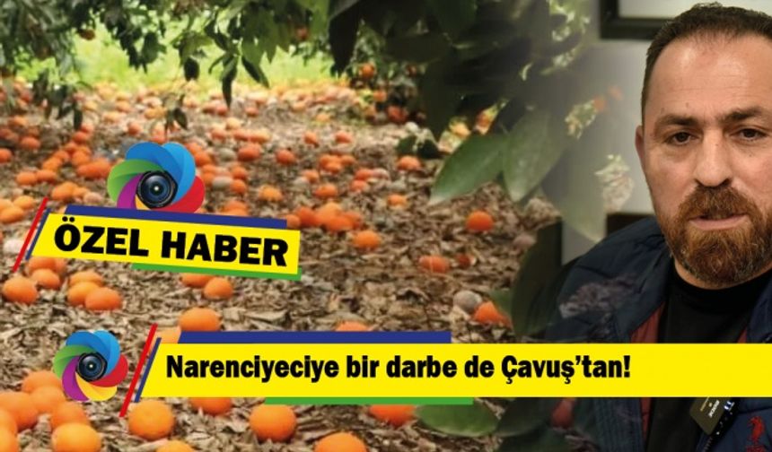 Narenciyeciye bir darbe de Çavuş’tan!