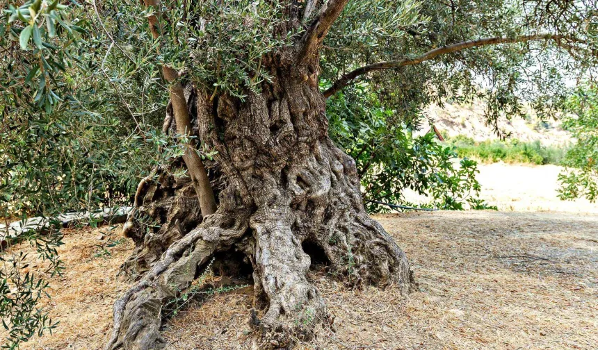 "Anıt zeytin ağaçlarının yaşatılması ve turizme kazandırılması" konuşuldu