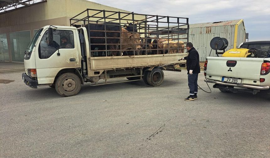 LTB, şap hastalığına karşı tüm tedbirleri hayata geçiriyor