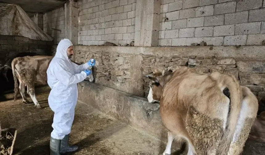 Hayvan Üreticileri Birliği’nden Şap Hastalığı Uyarısı: “Her Üretici Kendi Çiftliğinden Sorumlu”