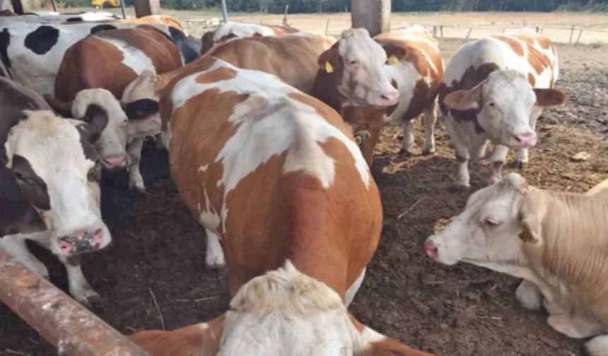 Güney Kıbrıs’ta şap alarmı: Tüm hayvancılık işletmeleri karantinada